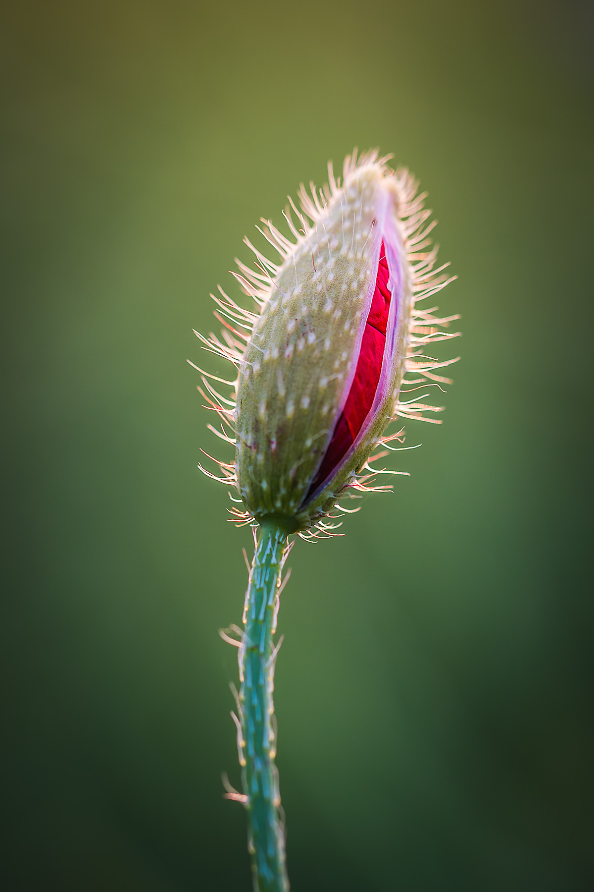 natur10